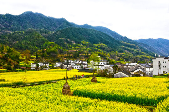 庆源村春景