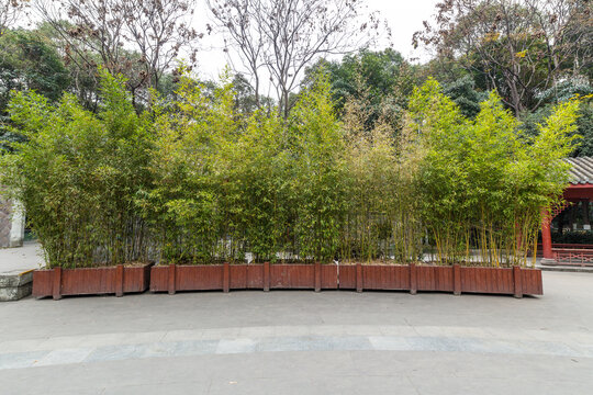 花坛竹林