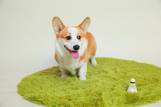 棚拍宠物柯基犬特写