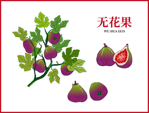 無花果插畫