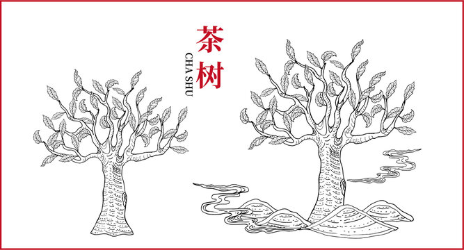 茶樹插畫