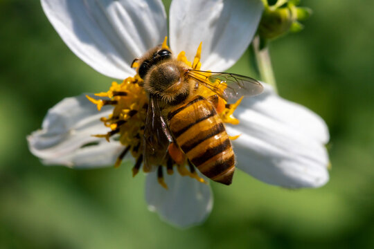 花上小蜜蜂采蜜微距
