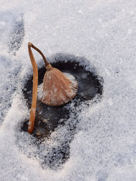 残荷冰雪