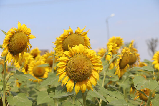 向日葵花田