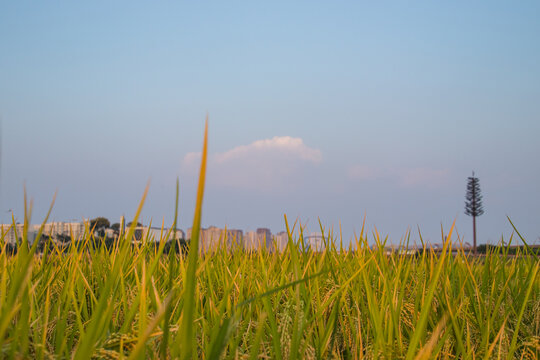 夕阳下的一片稻田