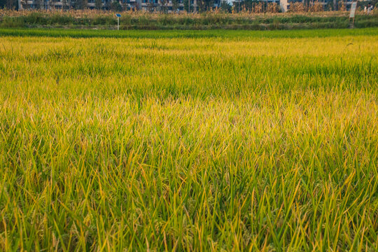 夕阳下的一片稻田