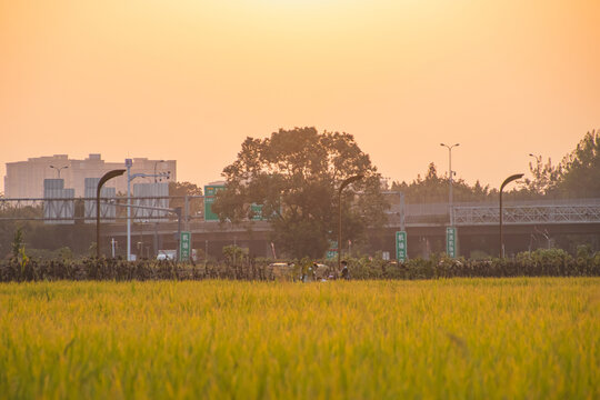 夕阳下的一片稻田