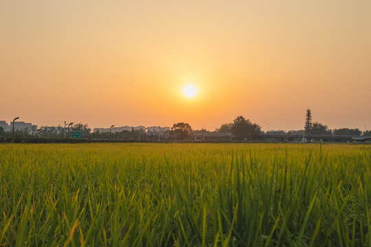 夕阳下的一片稻田