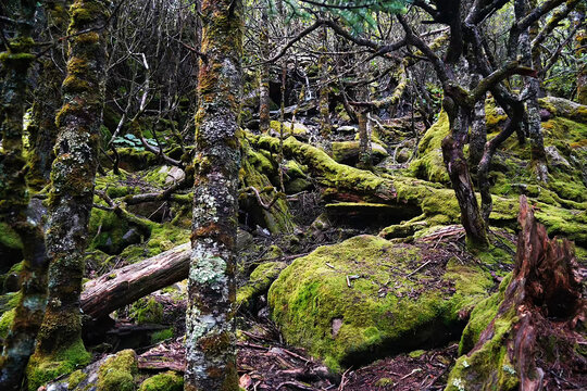 苔蘚森林