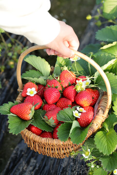 手里提着一篮现摘草莓
