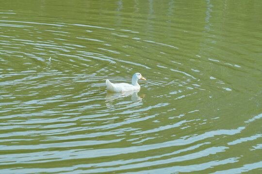 池塘里的鹅