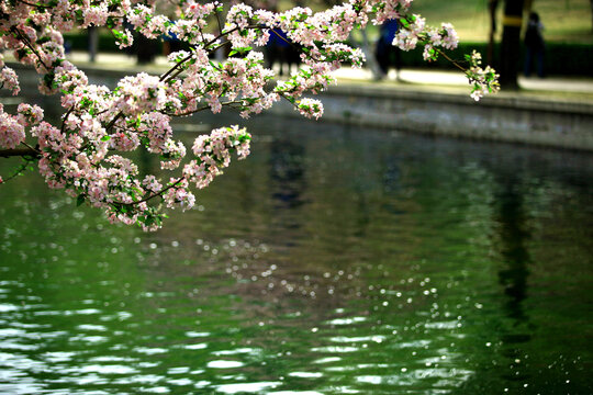 海棠花溪