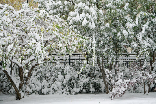 雪树