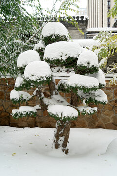 枝头积雪