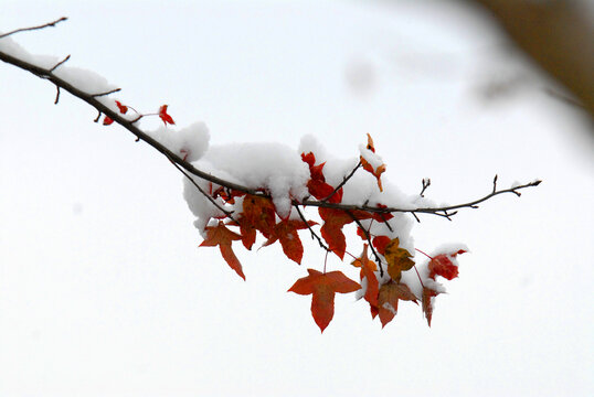 雪中红枫