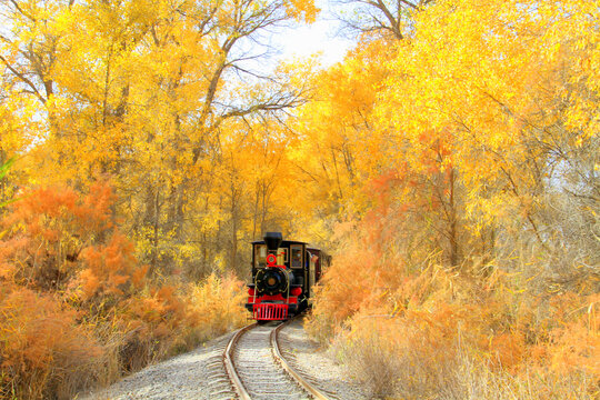 金色胡杨林中的小火车