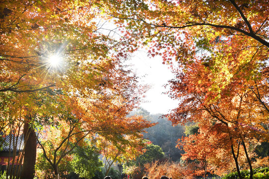 江苏南京栖霞山枫叶