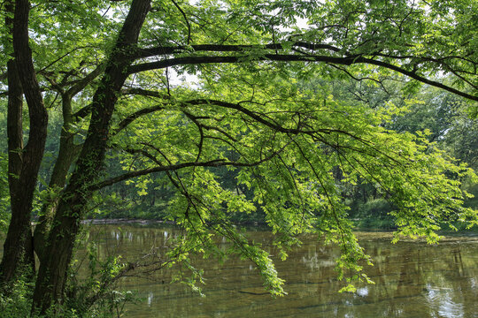 河边绿树