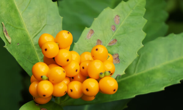 草珊瑚特写