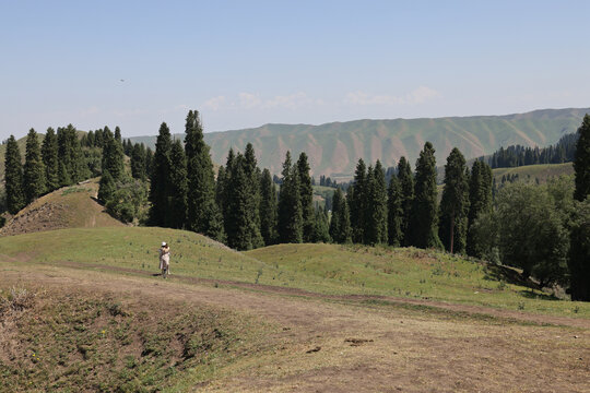 云杉树