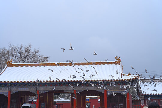 故宫和平鸽雪景