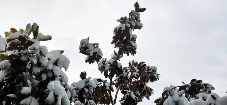 大雪压枝头