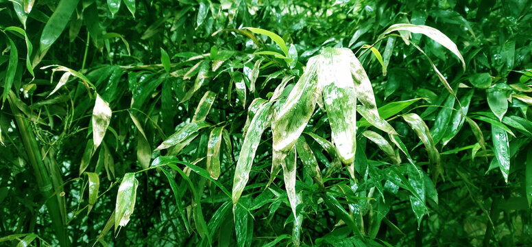 雨竹