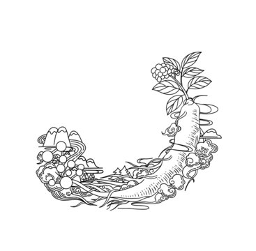 人參手繪線稿插畫