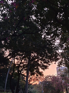 傍晚日落樹木