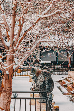 颐和园雪景