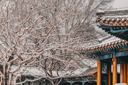 颐和园雪景