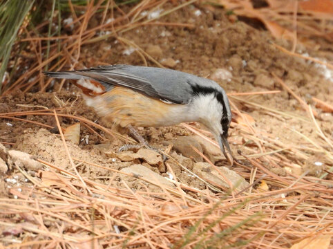 普通鳾