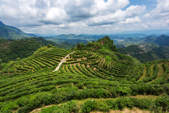 重庆秀山茶山茶园