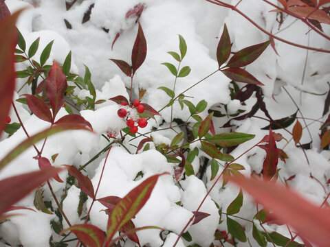 白雪中的南天竹