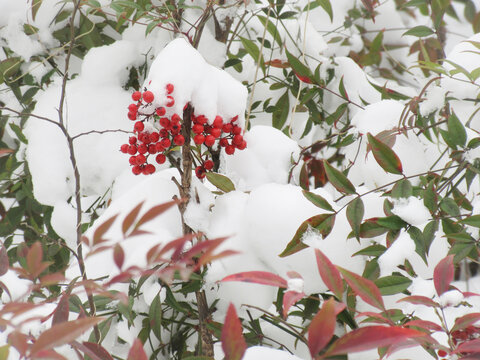 白雪