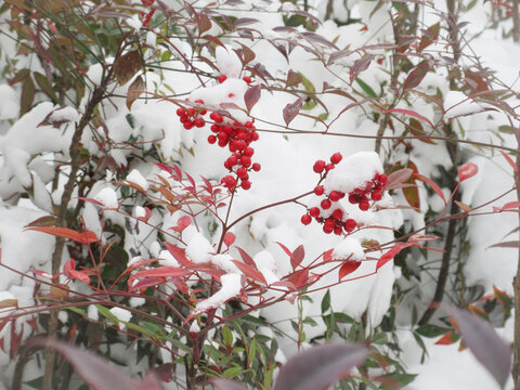 大雪过后