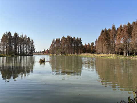 湿地生态林