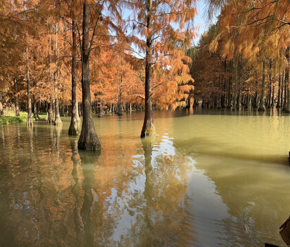 红杉林湿地公园