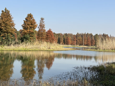 水上池杉林