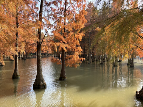 水上池杉林