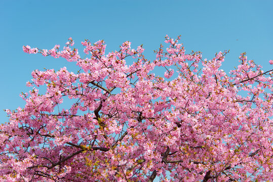 樱花烂漫