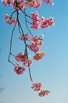 樱花花枝