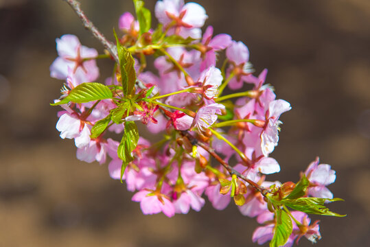 樱花花枝