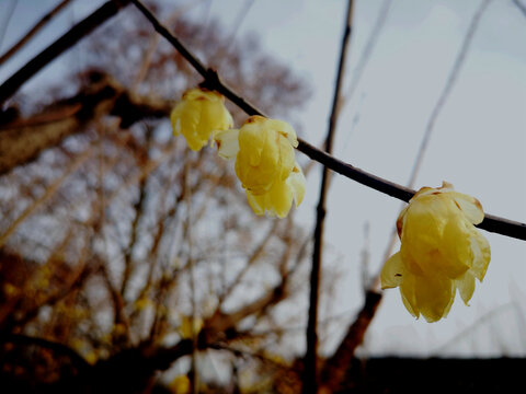 黄色腊梅花