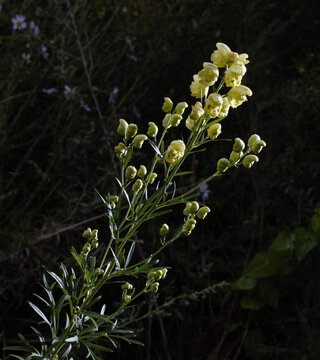 黄花乌头