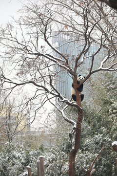 北京动物园熊猫馆大熊猫爬树玩雪