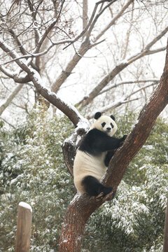 北京动物园熊猫馆大熊猫爬树玩雪