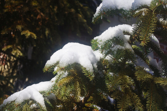 雪中松