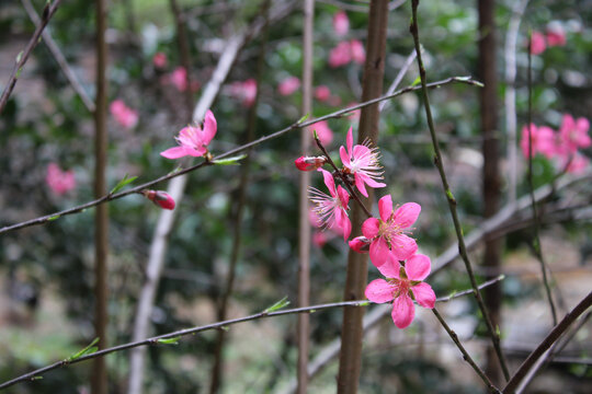 一簇桃花