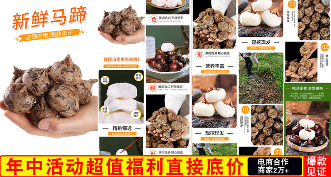 新鮮馬蹄詳情